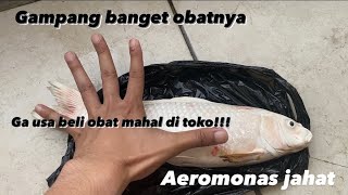 Cara Ampuh Mengatasi Jamur dan Serangan Aeromonas Ikan Koi☑️ [upl. by Weingartner]