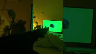 Cat caught kneading on bed pauses to watch TV in Bordeaux [upl. by Nayab]