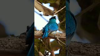 Verditer flycatcher shorts youtubeshorts flycatcher [upl. by Lamb758]