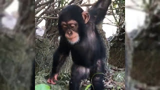 Cute Monkeys Part 59  Baby Chimp Free or Detention [upl. by Kaia966]