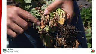 Strawberry Center Field Day 2020 V9 Susceptibility to Macrophomina Crown Rot in 65 Cultivars [upl. by Chalmer110]