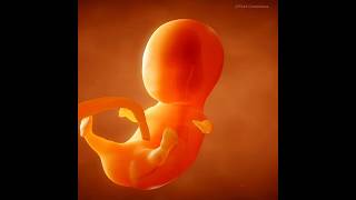 Fetal Development  040 weeks of pregnancy journey [upl. by Holtz796]