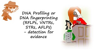 DNA profiling or DNA fingerprinting using RFLPs VNTRs STRs or AFLPs help detect evidencen [upl. by Skurnik]