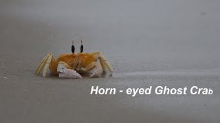 Orange Crab  Horneyed Ghost Crab  4K [upl. by Ulrike]