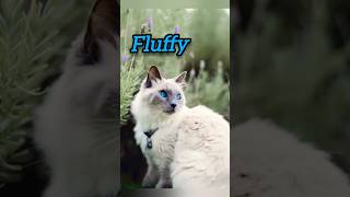 Fluffy Cats Story of Survival [upl. by Holleran191]