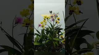 പൂക്കൾ ആകാറായorchid ചെടികൾ വേണോ viwes reach viralvideo orchidworld [upl. by Heidie]