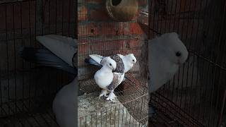 Beauty Of Satinette Pigeon  Fancy Pigeon Videos  Pigeon Videos pigeonslovers pigeonsvideo [upl. by Anirehs]