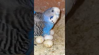 Budgie Female Incubate Eggs budgiesparrots birds budgiesbreeding [upl. by Tally]