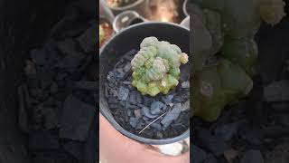 Lophophora williamsi Texensis lophophora lophophorawilliamsi lophophoracrestada cactus [upl. by Avi]