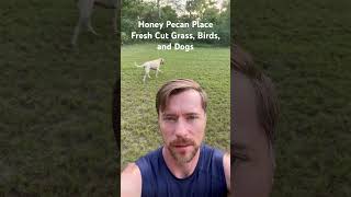 Honey Pecan Place Fresh Cut Grass Birds and Dogs [upl. by Ericksen481]