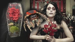 EXCLUSIVE First Look New COFFIN JUMPING SPIDER ENCLOSURES My Chemical Romance Inspired Rehousing [upl. by Previdi]