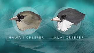 Hawaiian Honeycreepers [upl. by Ataliah]