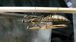 Mantis Mating Failed 交尾不調でもマウントを続けるコカマキリ♂♀ペア [upl. by Bainbridge]