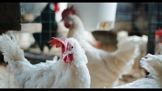 Importance of Colibacillosis in Poultry [upl. by Ahsert]