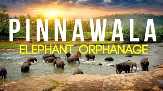 Pinnawala Elephant Orphange  A must visit place in Srilanka Baby elephants [upl. by Ramahs218]