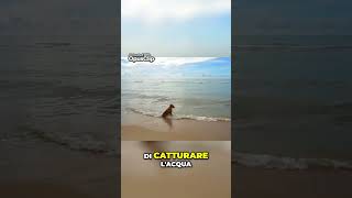 CANI E ONDE LA MAGIA DELLESTATE AL MARE CON I NOSTRI AMICI A 4 ZAMPE  FAMIGLIA ANIMALE [upl. by Otha]