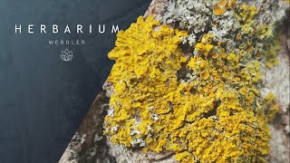 Xanthoria parietina  Common orange lichen [upl. by Nicky]