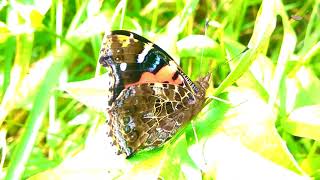 The Canary Red Admiral Vanessa vulcania  Almirante Vermelho da Macaronésia [upl. by Bevis]