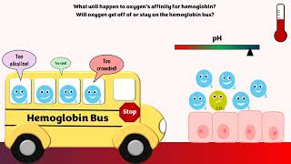 HemoglobinOxygen Affinity [upl. by Evars]