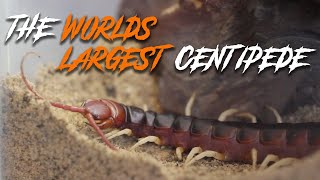 I bought the WORLDS LARGEST CENTIPEDE Scolopendra gigantea [upl. by Etnaled]