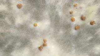 Sclerotium formation timelapse [upl. by Ihskaneem]