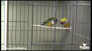 Gouldian Finch Mating Dance [upl. by Meador144]