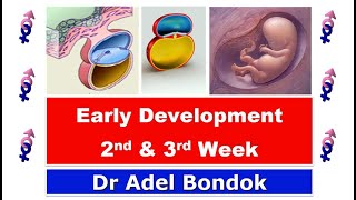 Early Development Week 2 and Week 3 Dr Adel Bondok [upl. by Enilrahc710]