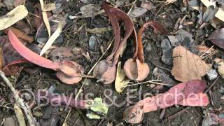 Dipterocarp seeds Cambodia 20110420 091222mp4 [upl. by Shawn957]