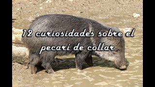 12 curiosidades sobre el pecarí de collar [upl. by Opaline571]