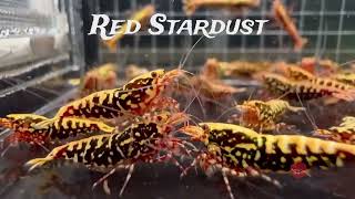 Red Stardust Avaliable  Shrimphub SG aquarium aquascape fishtank fish shrimps shrimp Shrimp [upl. by Aihsein]