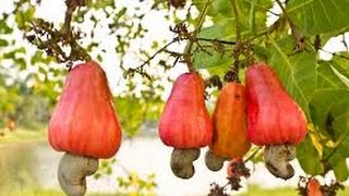 How Cashew Nuts are Harvested amp are they Fully Raw [upl. by Nahtanod]