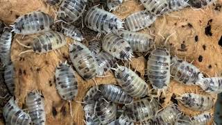 Dairy Cow Isopods [upl. by Polard]