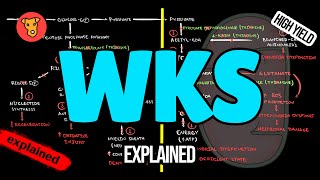 WERNICKEKORSAKOFF SYNDROME Pathogenesis Clinical symptoms Treatment [upl. by Adriel]