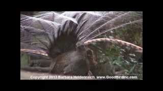 Awesome bird the Lyre Bird mimicking like crazy [upl. by Appolonia]