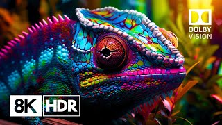 The Ultimate 8K HDR Experience Natures Glory in Ultra HD 60fps Dolby Vision™ [upl. by Resor]