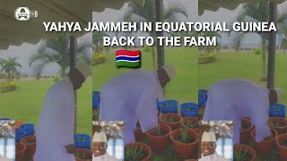 Yahya Jammehs New VIDEO In Equatorial Guinea  BACK To The Farm [upl. by Euqnom865]