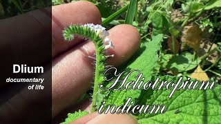 Indian heliotrope Heliotropium indicum  part 3 [upl. by Bala472]