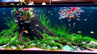 The Ultimate Rainbowfish Tank  Beautiful Rainbowfish Planted Aquarium [upl. by Johan376]