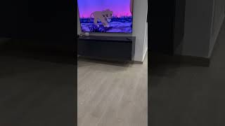 Retriever Dog afraid Animation 😂😂😂🐶trending funwithshera funnydog goldenretriever [upl. by Kcirrez349]