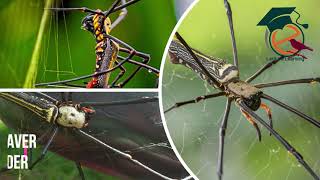 Giant Golden Orbweaver Spider  Nephila pilipes [upl. by Chiang565]