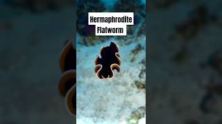 Why These Flatworms Are the Most Unbelievable Creatures on Earth [upl. by Melisa625]