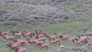 Grizzly Bear Chases Elk in Yellowstone NP [upl. by Sander]