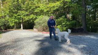 Standard Poodle Puppy Training Winston Salem NC  Toulouse [upl. by Ahsital]