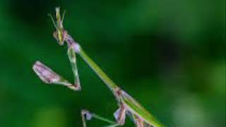 Empusa pennata conehead mantis part 4shorts [upl. by Ibrahim]