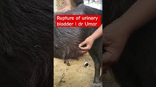 Rupture of urinary bladder l dr Umar khan [upl. by Anida]