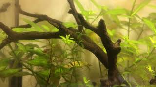 Plant Test  Hygrophila Pinnatifida [upl. by Hemetaf]