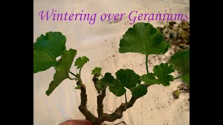 Wintering over geraniums Part 2 [upl. by Etakyram]