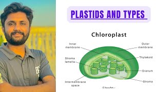 Plastids and their types  Chloroplast and its structure detailed lecture new Sindh text biology [upl. by Jenny]