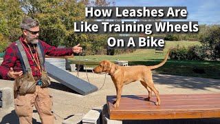 How Leashes Are Like Training Wheels  Dog Training Session Excerpt [upl. by Nyltiac697]