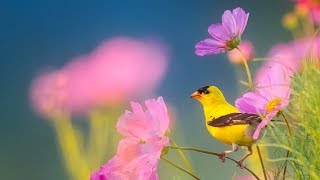 Peaceful Instrumental Music Relaxing Nature music Song Birds of Morningquot By Tim Janis [upl. by Aromas]